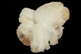 Ram's Horn Selenite Formation - Morocco #69900-1
